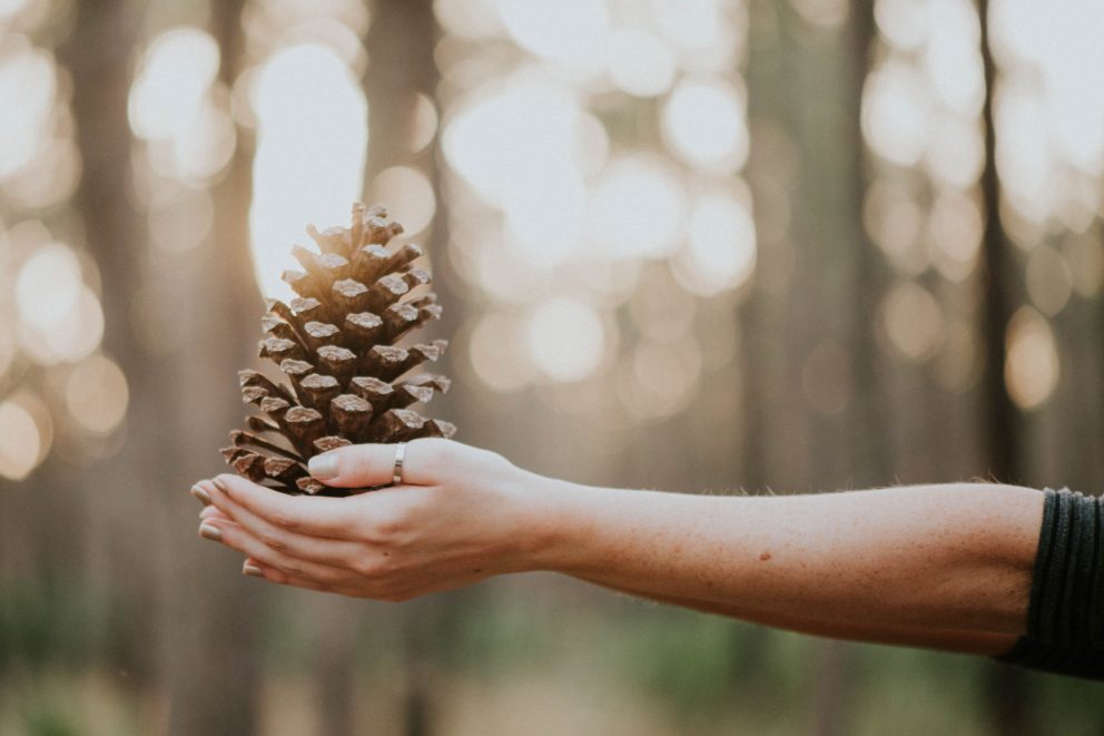 Mais offrant une pomme de pin dans la forêt