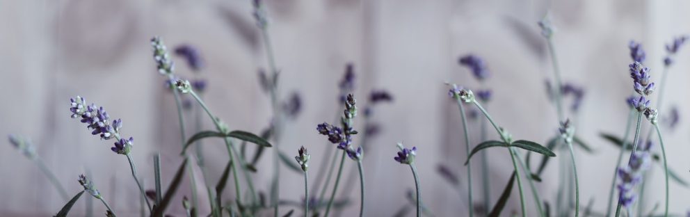 Petites fleurs mauves