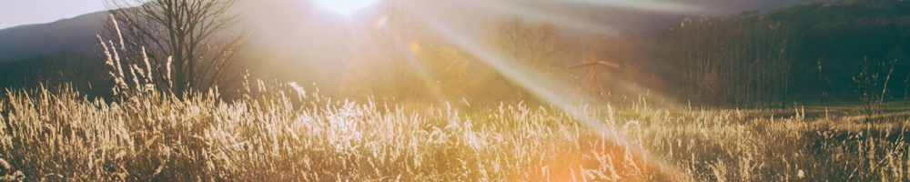 Soleil couchant sur un champ de blé